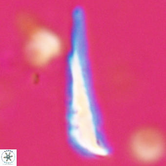 Orthorhabdus martinii VR 19713