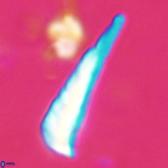 Orthorhabdus martinii VR 19714