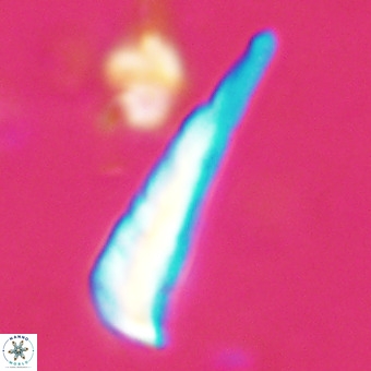 Orthorhabdus martinii VR 19714