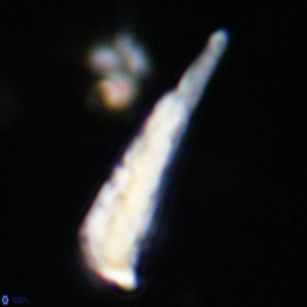 Orthorhabdus martinii VR 19715