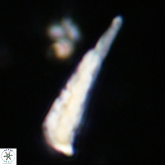 Orthorhabdus martinii VR 19715