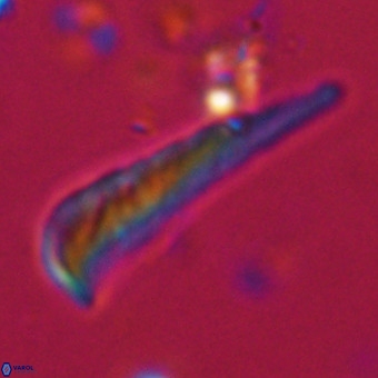Orthorhabdus martinii VR 19717