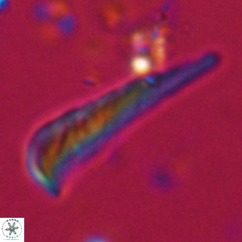 Orthorhabdus martinii VR 19717
