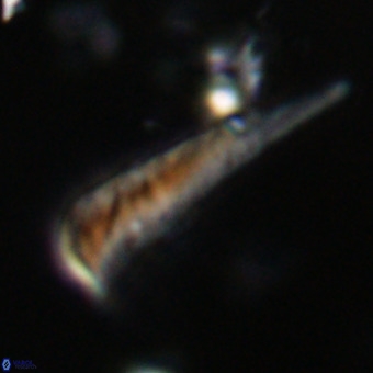 Orthorhabdus martinii VR 19718