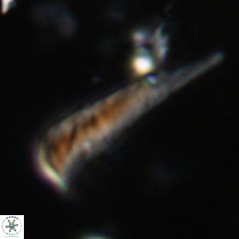 Orthorhabdus martinii VR 19718