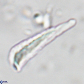 Orthorhabdus martinii VR 19719