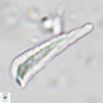 Orthorhabdus martinii VR 19719