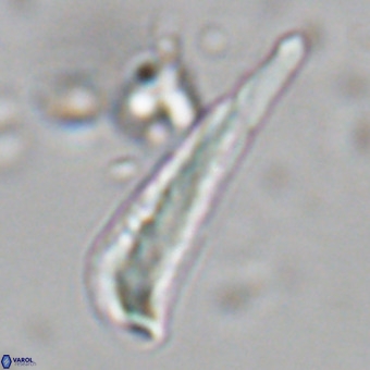 Orthorhabdus martinii VR 19720