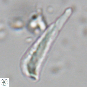 Orthorhabdus martinii VR 19720