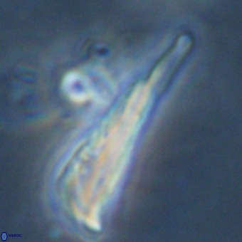 Orthorhabdus martinii VR 19721