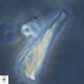 Orthorhabdus martinii VR 19721
