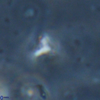 Orthorhabdus martinii VR 19723