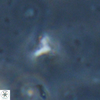 Orthorhabdus martinii VR 19723