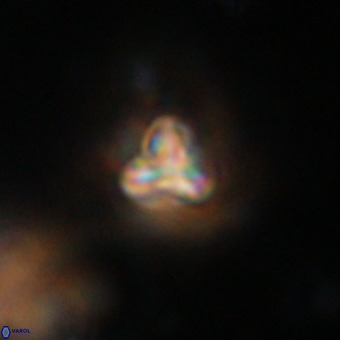 Orthorhabdus martinii VR 19732
