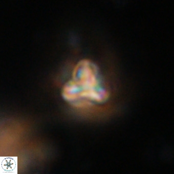 Orthorhabdus martinii VR 19732