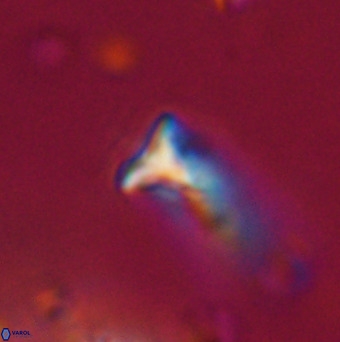 Orthorhabdus martinii VR 19733