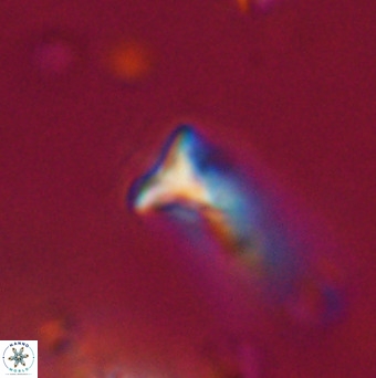 Orthorhabdus martinii VR 19733