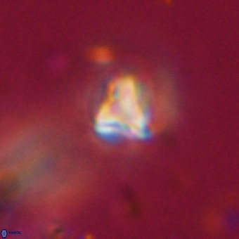 Orthorhabdus martinii VR 19734