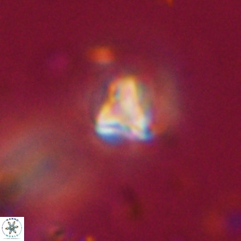Orthorhabdus martinii VR 19734