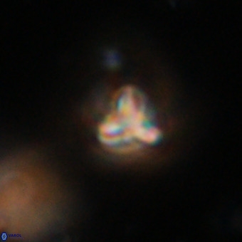 Orthorhabdus martinii VR 19735