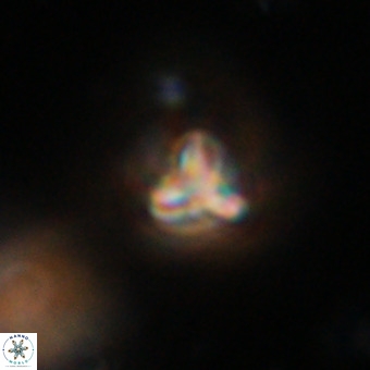 Orthorhabdus martinii VR 19735