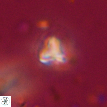 Orthorhabdus martinii VR 19736
