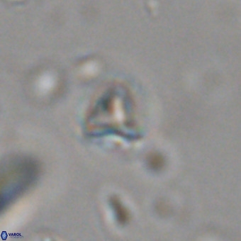 Orthorhabdus martinii VR 19740