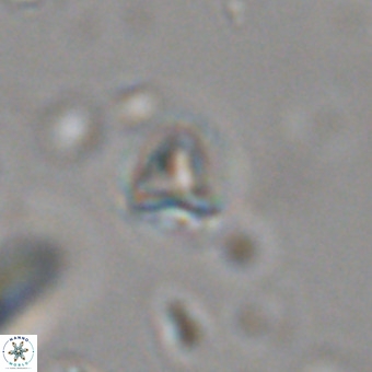Orthorhabdus martinii VR 19740