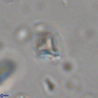 Orthorhabdus martinii VR 19741