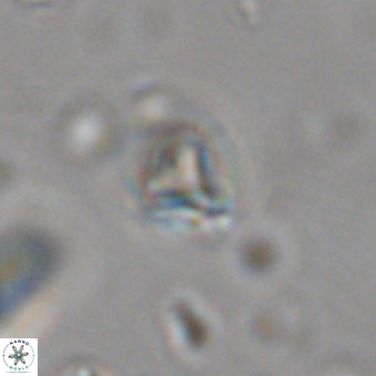 Orthorhabdus martinii VR 19741