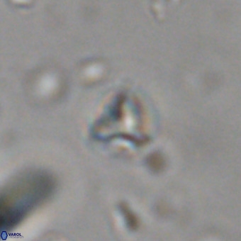 Orthorhabdus martinii VR 19742
