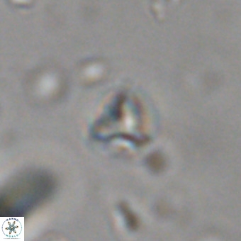 Orthorhabdus martinii VR 19742