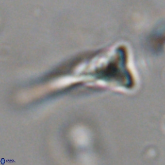Orthorhabdus martinii VR 19743