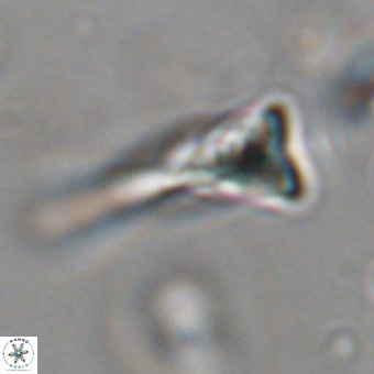 Orthorhabdus martinii VR 19743
