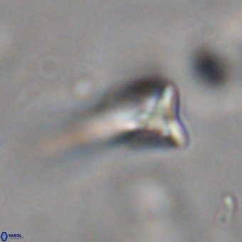 Orthorhabdus martinii VR 19744