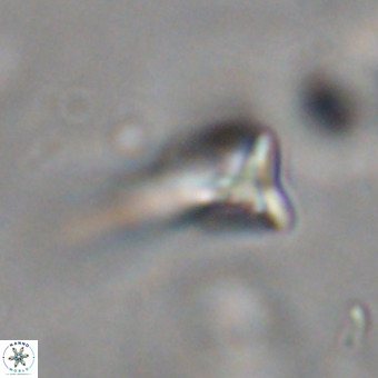 Orthorhabdus martinii VR 19744