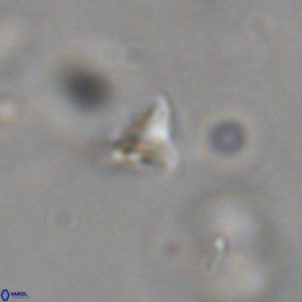 Orthorhabdus martinii VR 19745