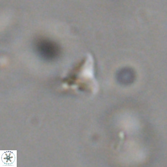 Orthorhabdus martinii VR 19745