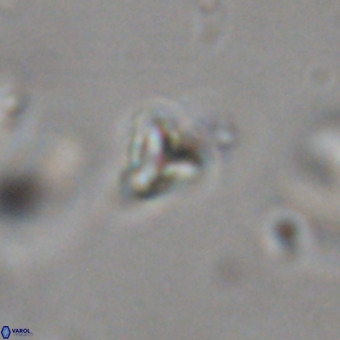 Orthorhabdus martinii VR 19746
