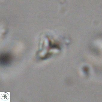 Orthorhabdus martinii VR 19746