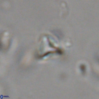 Orthorhabdus martinii VR 19747