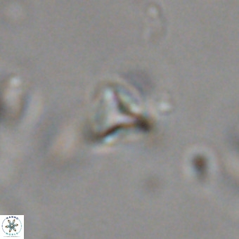 Orthorhabdus martinii VR 19747