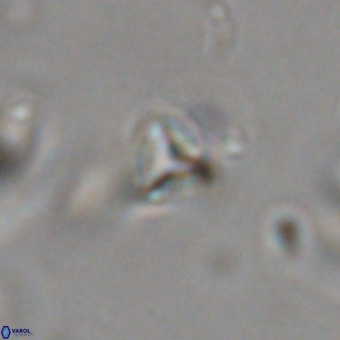 Orthorhabdus martinii VR 19748
