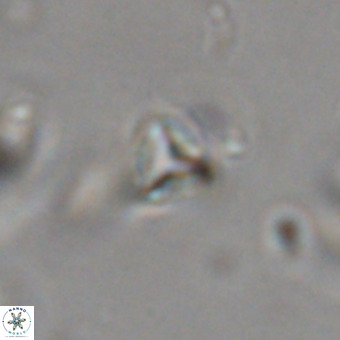Orthorhabdus martinii VR 19748