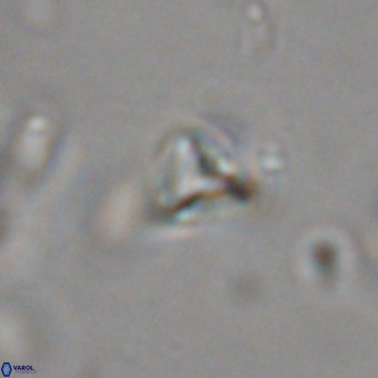 Orthorhabdus martinii VR 19749