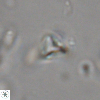 Orthorhabdus martinii VR 19749