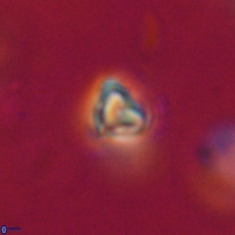 Orthorhabdus martinii VR 19751