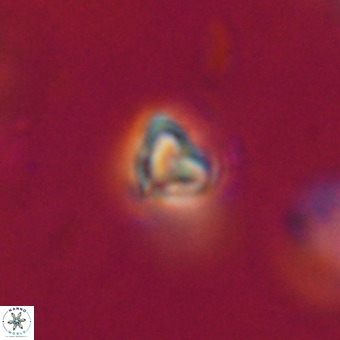 Orthorhabdus martinii VR 19751