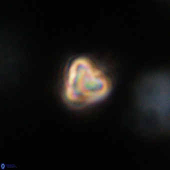 Orthorhabdus martinii VR 19753