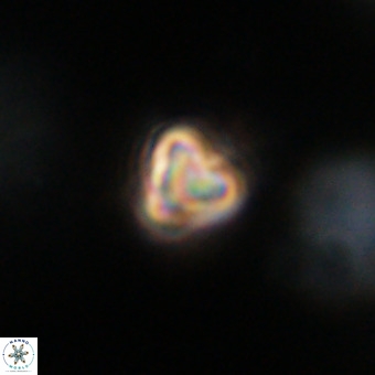 Orthorhabdus martinii VR 19753